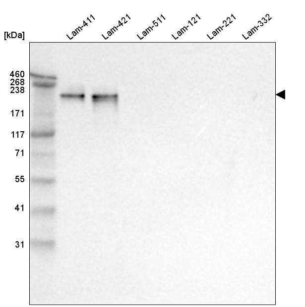 Laminin alpha 4 Antibody (CL3183) - Azide and BSA Free Western Blot: Laminin alpha 4 Antibody [NBP3-44408]