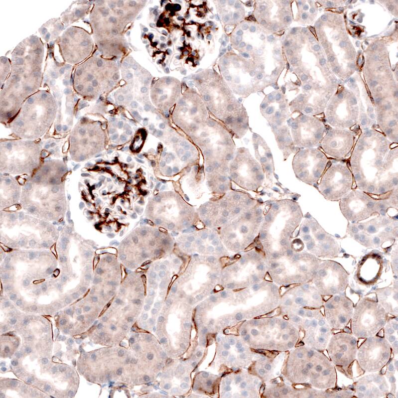 Laminin alpha 4 Antibody (CL3183) - Azide and BSA Free Immunohistochemistry-Paraffin: Laminin alpha 4 Antibody [NBP3-44408]