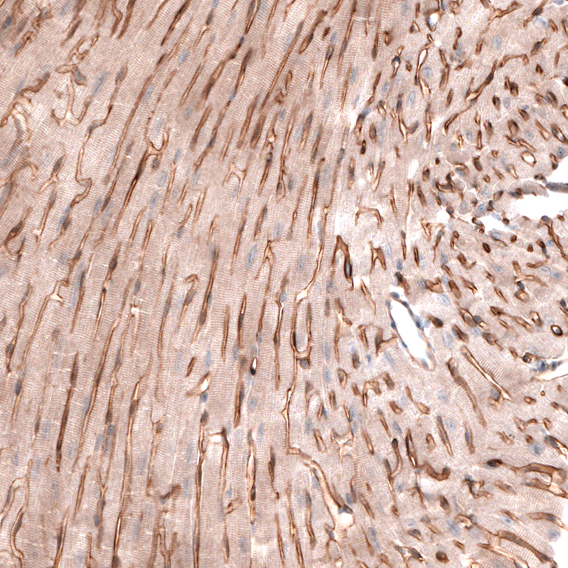 Laminin alpha 4 Antibody (CL3185) - Azide and BSA Free Immunohistochemistry-Paraffin: Laminin alpha 4 Antibody [NBP3-44409]