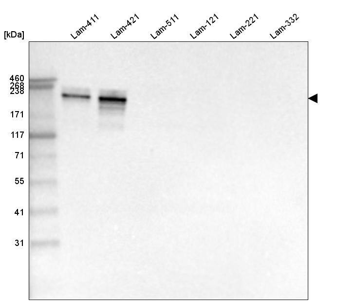 Laminin alpha 4 Antibody (CL3185) - Azide and BSA Free Western Blot: Laminin alpha 4 Antibody [NBP3-44409]