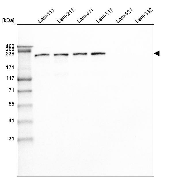 Laminin beta 1 Antibody (CL2970) - Azide and BSA Free Western Blot: Laminin beta 1 Antibody [NBP3-44411]