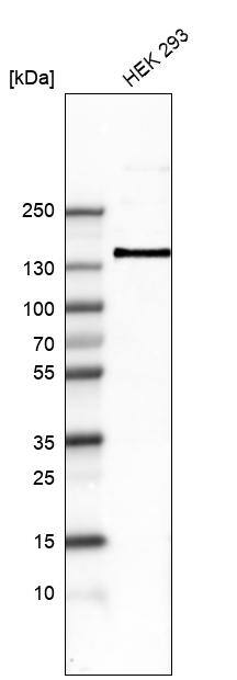 Integrin alpha 8 Antibody (CL7304) - Azide and BSA Free Western Blot: Integrin alpha 8 Antibody [NBP3-44412]
