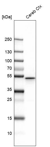 GFAP Antibody (CL2713) - Azide and BSA Free Western Blot: GFAP Antibody [NBP3-44413]