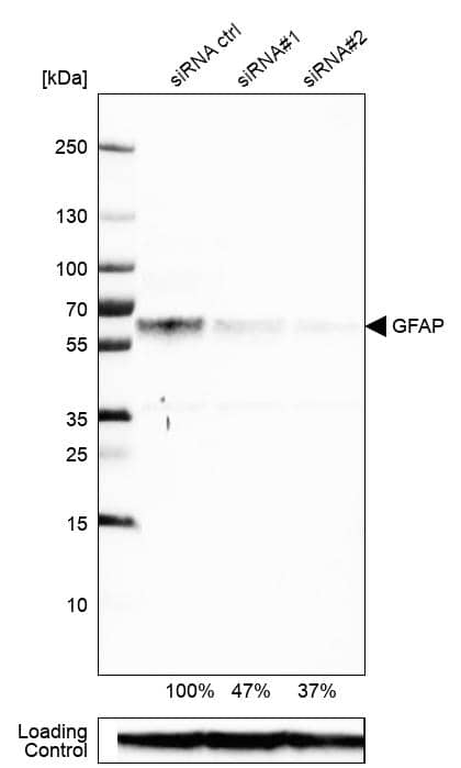 GFAP Antibody (CL2713) - Azide and BSA Free Western Blot: GFAP Antibody [NBP3-44413]