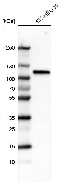 Sortilin Antibody (CL6526) - Azide and BSA Free Western Blot: Sortilin Antibody [NBP3-44414]
