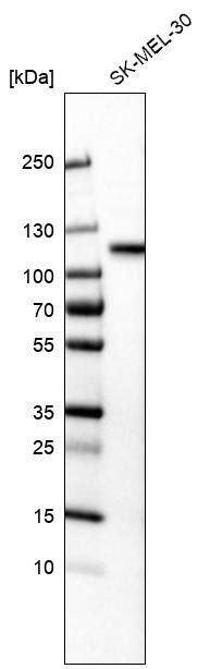 Sortilin Antibody (CL6528) - Azide and BSA Free Western Blot: Sortilin Antibody [NBP3-44415]
