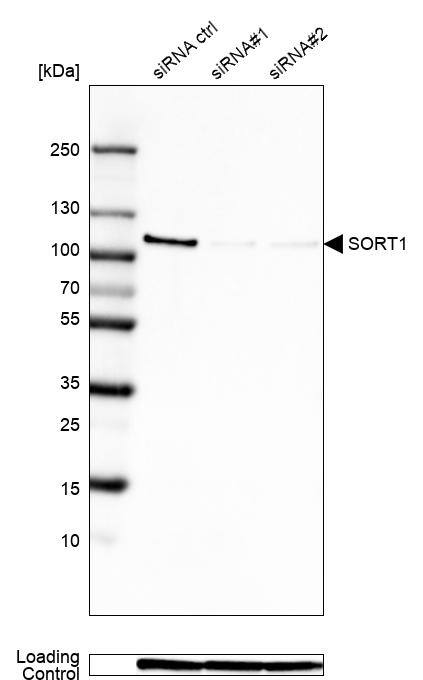 Sortilin Antibody (CL6528) - Azide and BSA Free Western Blot: Sortilin Antibody [NBP3-44415]