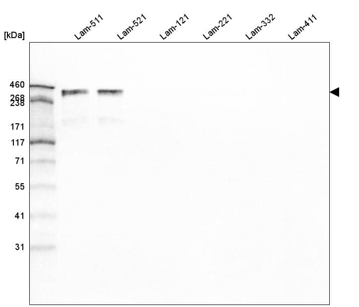 Laminin alpha 5 Antibody (CL3118) - Azide and BSA Free Western Blot: Laminin alpha 5 Antibody [NBP3-44417]