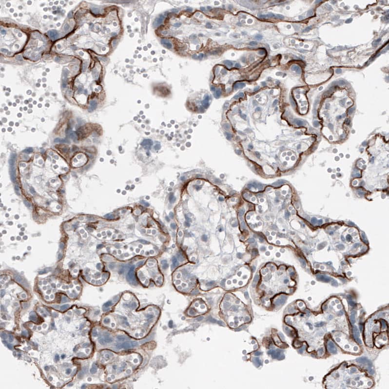 Laminin alpha 5 Antibody (CL3118) - Azide and BSA Free Immunohistochemistry-Paraffin: Laminin alpha 5 Antibody [NBP3-44417]