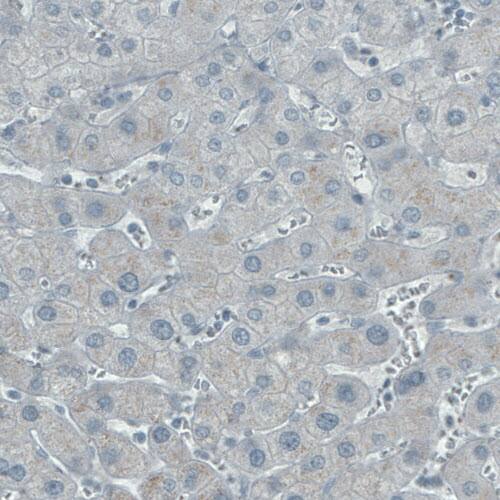 ASRGL1 Antibody (CL1679) - Azide and BSA Free Immunohistochemistry-Paraffin: ASRGL1 Antibody [NBP3-44418]
