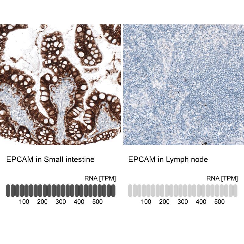 EpCAM/TROP1 Antibody (CL6259) - Azide and BSA Free Immunohistochemistry-Paraffin: EpCAM/TROP1 Antibody [NBP3-44422]
