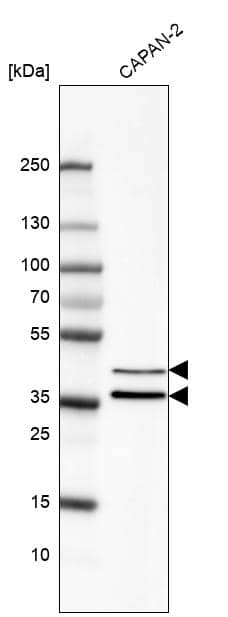 EpCAM/TROP1 Antibody (CL6259) - Azide and BSA Free Western Blot: EpCAM/TROP1 Antibody [NBP3-44422]