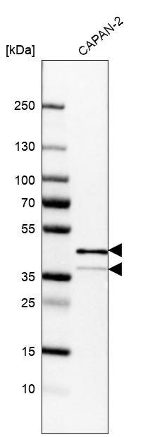 EpCAM/TROP1 Antibody (CL6313) - Azide and BSA Free Western Blot: EpCAM/TROP1 Antibody [NBP3-44423]