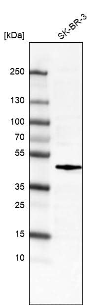 c-Fos Antibody (CL6381) - Azide and BSA Free Western Blot: c-Fos Antibody [NBP3-44425]