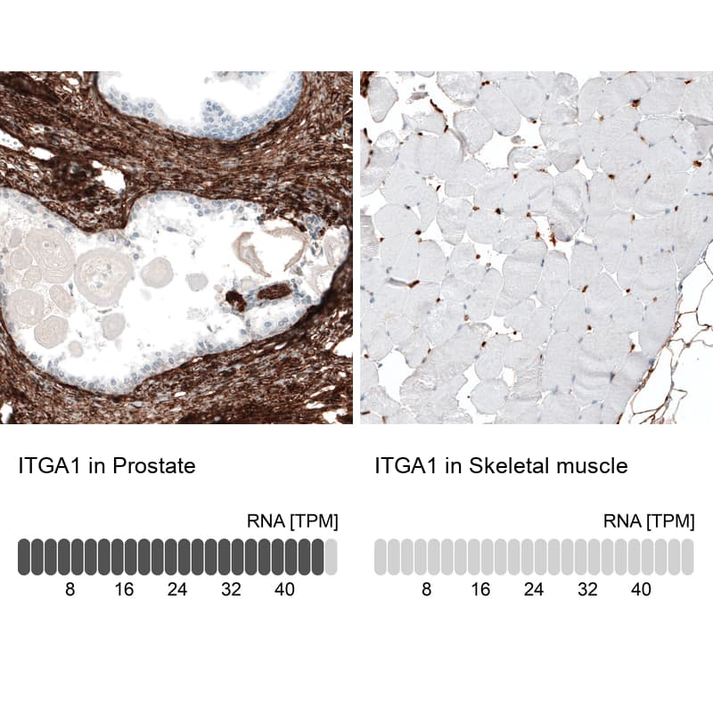 Integrin alpha 1/CD49a Antibody (CL7207) - Azide and BSA Free Immunohistochemistry-Paraffin: Integrin alpha 1/CD49a Antibody [NBP3-44430]