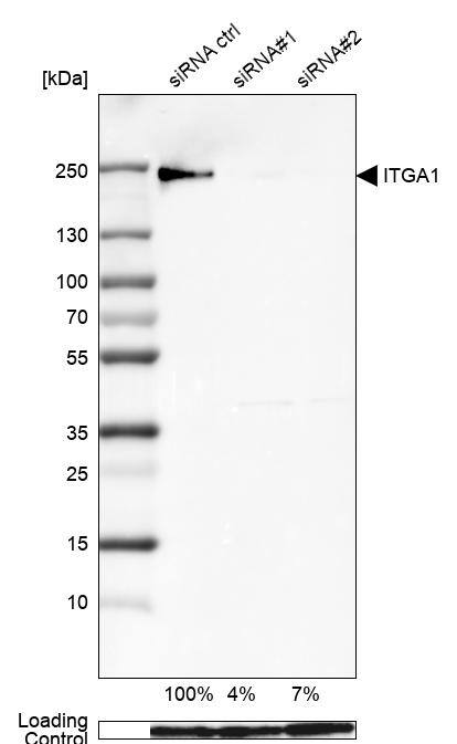 Integrin alpha 1/CD49a Antibody (CL7207) - Azide and BSA Free Western Blot: Integrin alpha 1/CD49a Antibody [NBP3-44430]