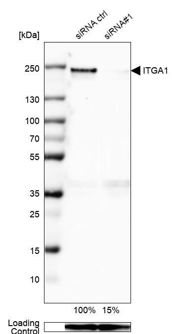 Integrin alpha 1/CD49a Antibody (CL7217) - Azide and BSA Free Western Blot: Integrin alpha 1/CD49a Antibody [NBP3-44431]