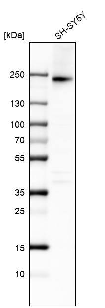 Integrin alpha 1/CD49a Antibody (CL7217) - Azide and BSA Free Western Blot: Integrin alpha 1/CD49a Antibody [NBP3-44431]
