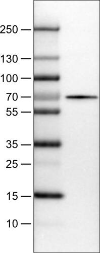 FATP5/SLC27A5 Antibody (CL0213) - Azide and BSA Free Western Blot: FATP5/SLC27A5 Antibody [NBP3-44432]