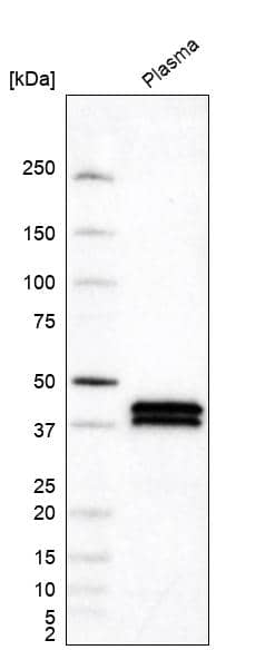 Apolipoprotein L1 Antibody (CL0171) - Azide and BSA Free Western Blot: Apolipoprotein L1 Antibody [NBP3-44434]
