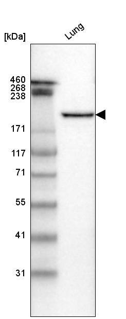 Laminin gamma 1 Antibody (CL3199) - Azide and BSA Free Western Blot: Laminin gamma 1 Antibody [NBP3-44435]