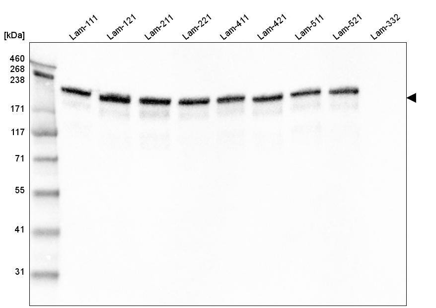 Laminin gamma 1 Antibody (CL3199) - Azide and BSA Free Western Blot: Laminin gamma 1 Antibody [NBP3-44435]