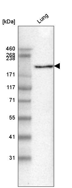 Laminin gamma 1 Antibody (CL3201) - Azide and BSA Free Western Blot: Laminin gamma 1 Antibody [NBP3-44436]