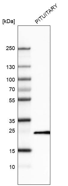 Prolactin Antibody (CL6550) - Azide and BSA Free Western Blot: Prolactin Antibody [NBP3-44438]