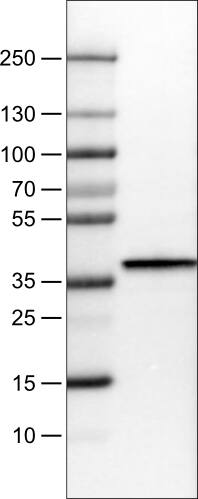 Arginase 1/ARG1/liver Arginase Antibody (CL0186) - Azide and BSA Free Western Blot: Arginase 1/ARG1/liver Arginase Antibody [NBP3-44441]