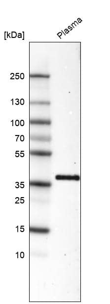 Activin C/Inhibin beta C Antibody (CL6915) - Azide and BSA Free Western Blot: Activin C/Inhibin beta C Antibody [NBP3-44442]