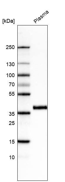 Activin C/Inhibin beta C Antibody (CL6916) - Azide and BSA Free Western Blot: Activin C/Inhibin beta C Antibody [NBP3-44443]