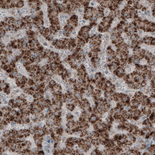 ACAA1 Antibody (CL2650) - Azide and BSA Free Immunohistochemistry-Paraffin: ACAA1 Antibody [NBP3-44444]