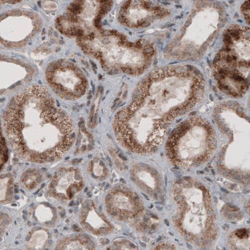ACAA1 Antibody (CL2662) - Azide and BSA Free Immunohistochemistry-Paraffin: ACAA1 Antibody [NBP3-44445]