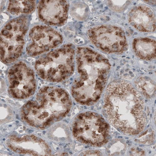 ACAA1 Antibody (CL2663) - Azide and BSA Free Immunohistochemistry-Paraffin: ACAA1 Antibody [NBP3-44446]