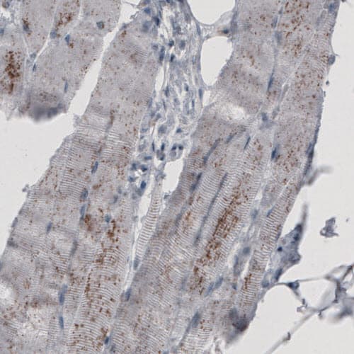 ACAA1 Antibody (CL2663) - Azide and BSA Free Immunohistochemistry-Paraffin: ACAA1 Antibody [NBP3-44446]