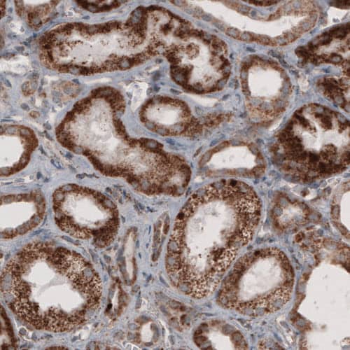 ACAA1 Antibody (CL2660) - Azide and BSA Free Immunohistochemistry-Paraffin: ACAA1 Antibody [NBP3-44447]