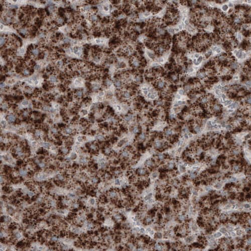 ACAA1 Antibody (CL2660) - Azide and BSA Free Immunohistochemistry-Paraffin: ACAA1 Antibody [NBP3-44447]