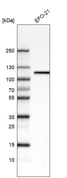 Integrin beta 3/CD61 Antibody (CL7319) - Azide and BSA Free Western Blot: Integrin beta 3/CD61 Antibody [NBP3-44448]