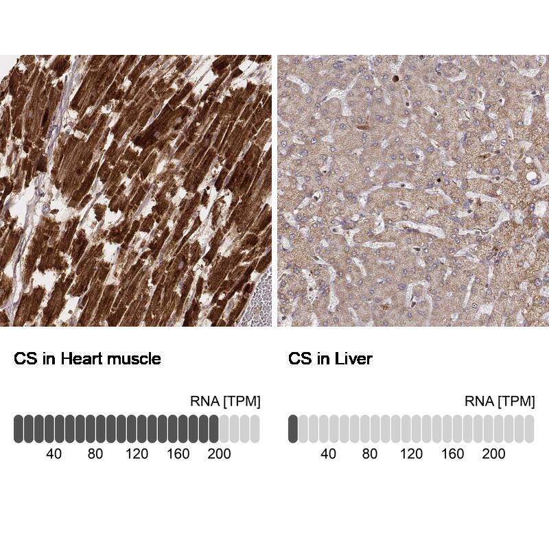 CS Citrate Synthase Antibody (CL2548) - Azide and BSA Free Immunohistochemistry-Paraffin: CS Citrate Synthase Antibody [NBP3-44450]