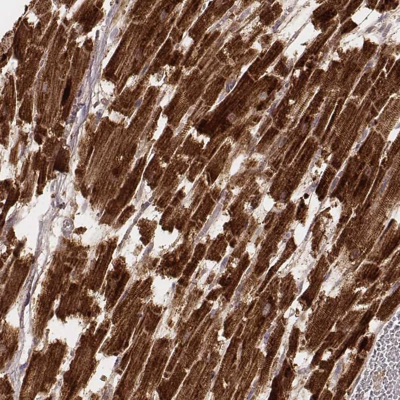 CS Citrate Synthase Antibody (CL2548) - Azide and BSA Free Immunohistochemistry-Paraffin: CS Citrate Synthase Antibody [NBP3-44450]