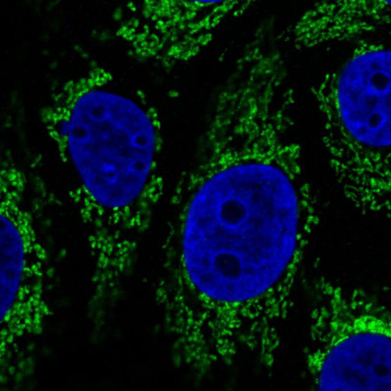 CS Citrate Synthase Antibody (CL2553) - Azide and BSA Free Immunocytochemistry/ Immunofluorescence: CS Citrate Synthase Antibody [NBP3-44451]