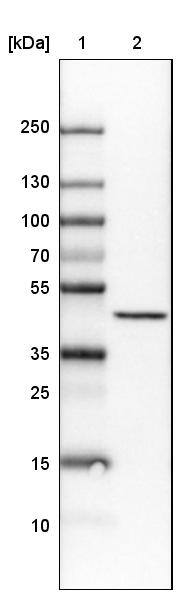 CS Citrate Synthase Antibody (CL2553) - Azide and BSA Free Western Blot: CS Citrate Synthase Antibody [NBP3-44451]