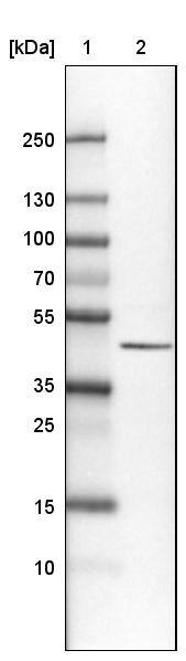 CS Citrate Synthase Antibody (CL2561) - Azide and BSA Free Western Blot: CS Citrate Synthase Antibody [NBP3-44452]