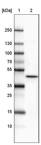 CS Citrate Synthase Antibody (CL2579) - Azide and BSA Free Western Blot: CS Citrate Synthase Antibody [NBP3-44453]