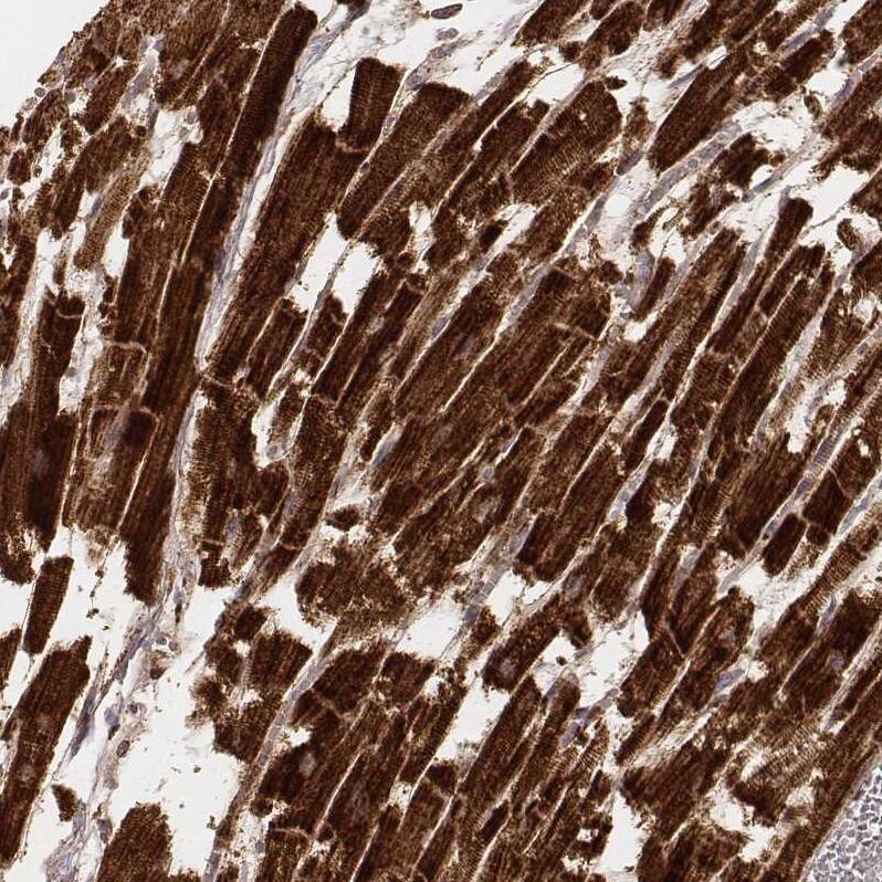 CS Citrate Synthase Antibody (CL2579) - Azide and BSA Free Immunohistochemistry-Paraffin: CS Citrate Synthase Antibody [NBP3-44453]
