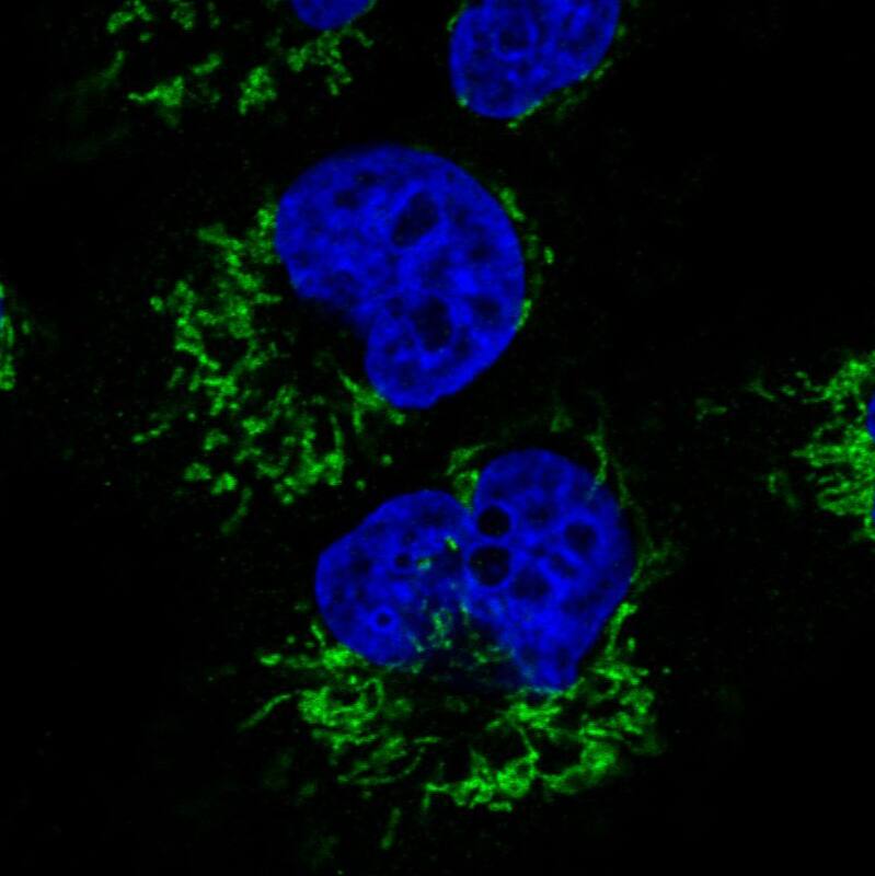 CS Citrate Synthase Antibody (CL2579) - Azide and BSA Free Immunocytochemistry/ Immunofluorescence: CS Citrate Synthase Antibody [NBP3-44453]