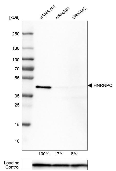 hnRNP C1 + C2 Antibody (CL2596) - Azide and BSA Free Western Blot: hnRNP C1 + C2 Antibody [NBP3-44454]