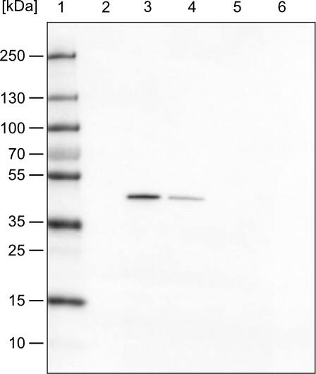 TUFM Antibody (CL2242) - Azide and BSA Free Western Blot: TUFM Antibody [NBP3-44455]