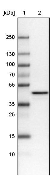 TUFM Antibody (CL2242) - Azide and BSA Free Western Blot: TUFM Antibody [NBP3-44455]