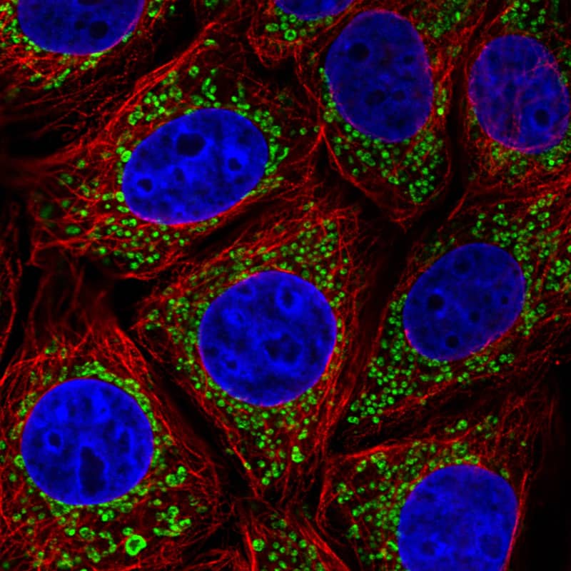 TUFM Antibody (CL2242) - Azide and BSA Free Immunocytochemistry/ Immunofluorescence: TUFM Antibody [NBP3-44455]